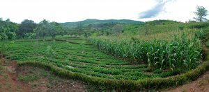 Photo credit: T. Samson/CIMMYT